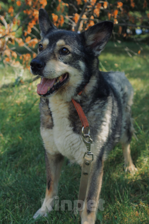 Собаки в Москве: Спокойная Габи ищет дом Девочка, Бесплатно - фото 4