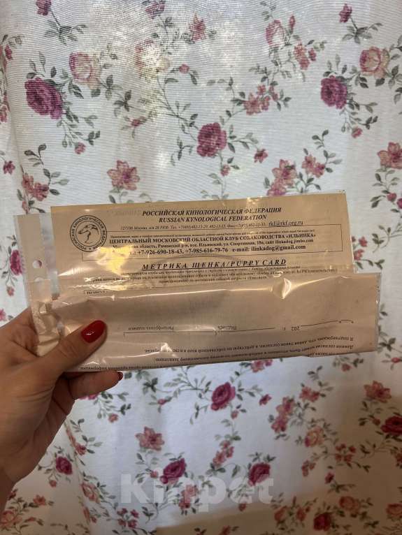Собаки в Москве: Микро мальчик до 1300кг Мальчик, 85 000 руб. - фото 3