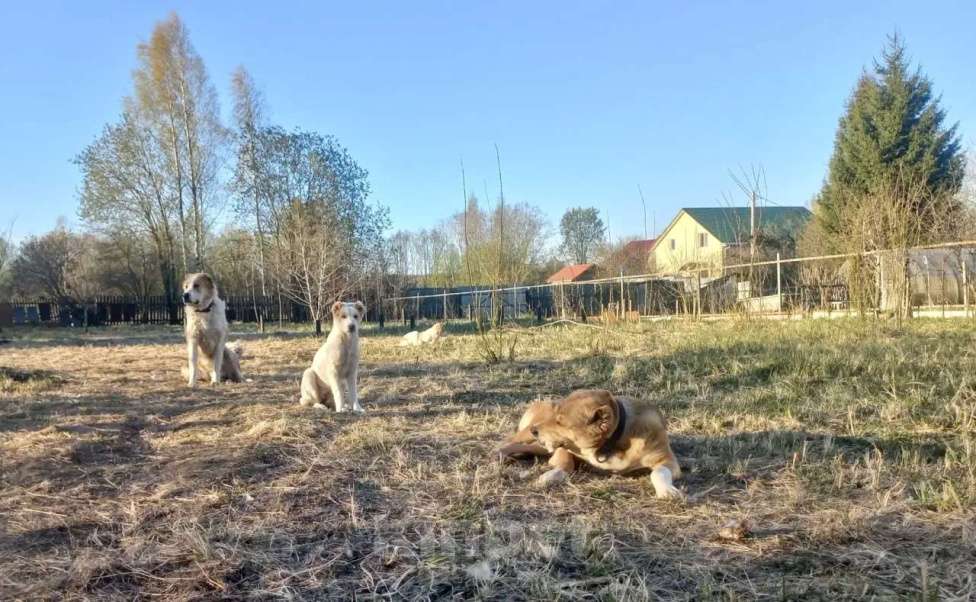 Собаки в Смоленске: Щенки САО (алабай) Девочка, 30 000 руб. - фото 3
