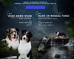 Собаки в Красноярске: Щенки аусси Девочка, Бесплатно - фото 9