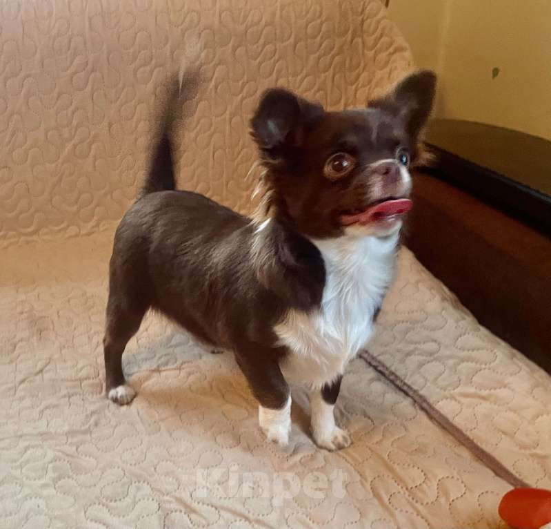 Собаки в Санкт-Петербурге: Щенок чихуахуа Девочка, 60 000 руб. - фото 8