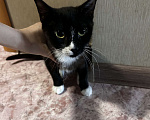 Кошки в Находке: Кошка бесплатно в добрые руки Девочка, Бесплатно - фото 1