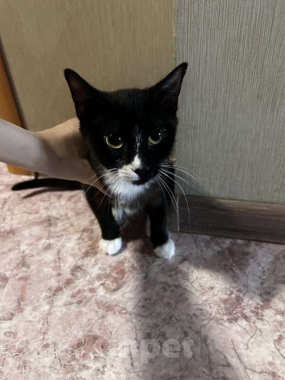 Кошки в Находке: Кошка бесплатно в добрые руки Девочка, Бесплатно - фото 1