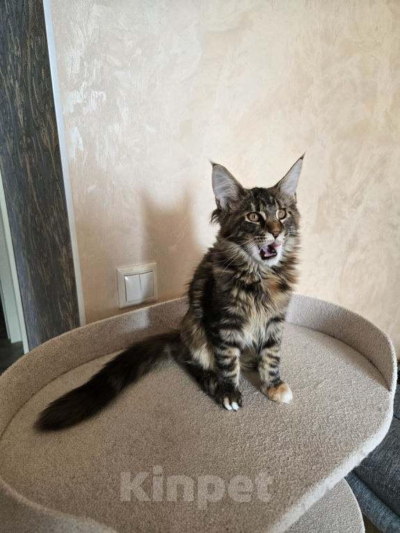 Кошки в Санкт-Петербурге: Котенок мейн-кун девочка Девочка, 25 000 руб. - фото 2