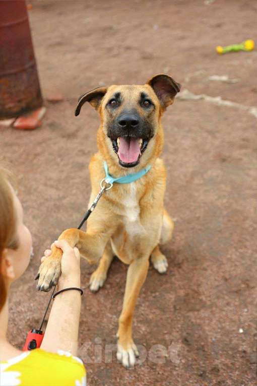 Собаки в Москве: Собака Лайма ищет дом Девочка, Бесплатно - фото 3