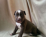 Собаки в Москве: Американский Булли XL Девочка, 350 000 руб. - фото 9