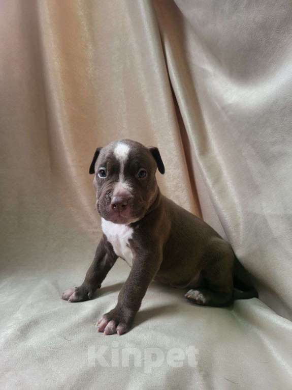 Собаки в Москве: Американский Булли XL Девочка, 350 000 руб. - фото 9