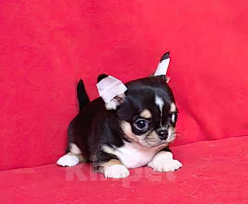 Собаки в Москве: Чихуахуа. Мальчик. Мальчик, 50 000 руб. - фото 7