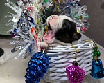 Собаки в других городах Московской области: Пятнышко, оригинальный триколор   Девочка, 100 000 руб. - фото 4