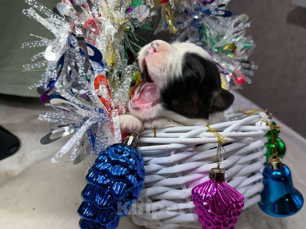 Собаки в других городах Московской области: Пятнышко, оригинальный триколор   Девочка, 100 000 руб. - фото 4