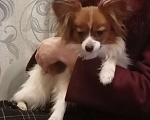Собаки в Нижнем Новгороде: продаю 2 девочек папийона Девочка, Бесплатно - фото 2