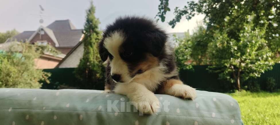 Собаки в Домодедово: Щенок Австралийской овчарки  Девочка, 80 000 руб. - фото 2