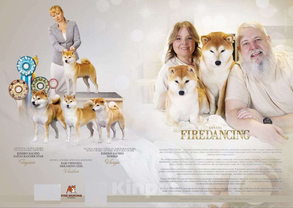 Собаки в Москве: Щенок сиба-ину-мальчик, 2 месяца Девочка, 80 000 руб. - фото 4