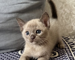 Кошки в Симферополе: Котята европейской бурмы Мальчик, 50 000 руб. - фото 1