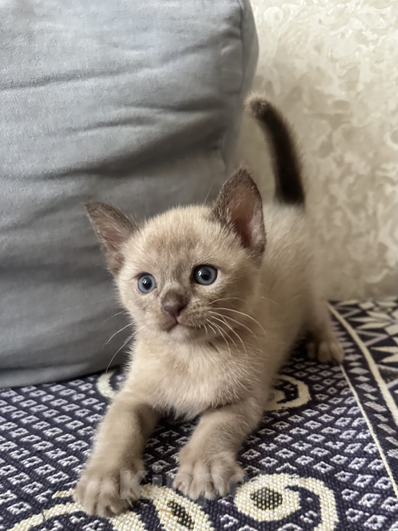 Кошки в Симферополе: Котята европейской бурмы Мальчик, 50 000 руб. - фото 1