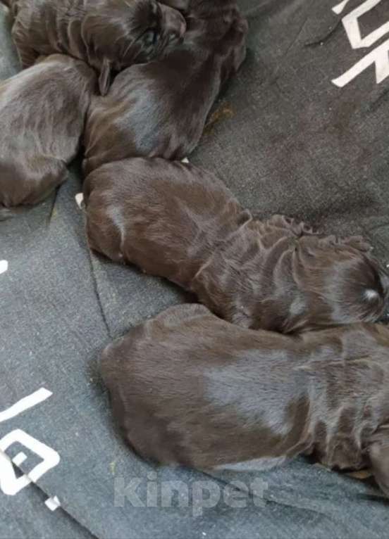 Собаки в Санкт-Петербурге: Чистокровные щенки Русского охотничьего спаниеля с родословной. Мальчик, 45 000 руб. - фото 2