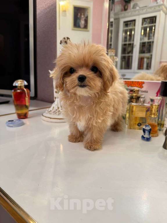 Собаки в Санкт-Петербурге: Мальтипу ф1 Лили Девочка, 180 000 руб. - фото 2