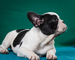 Собаки в Оби: Щенок французского бульдога Мальчик, Бесплатно - фото 4