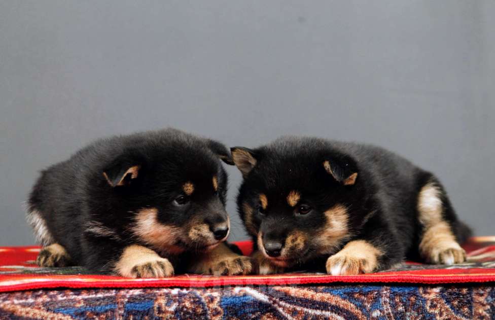 Собаки в других городах Ленинградской области: Отличные породистые щенки Девочка, Бесплатно - фото 2