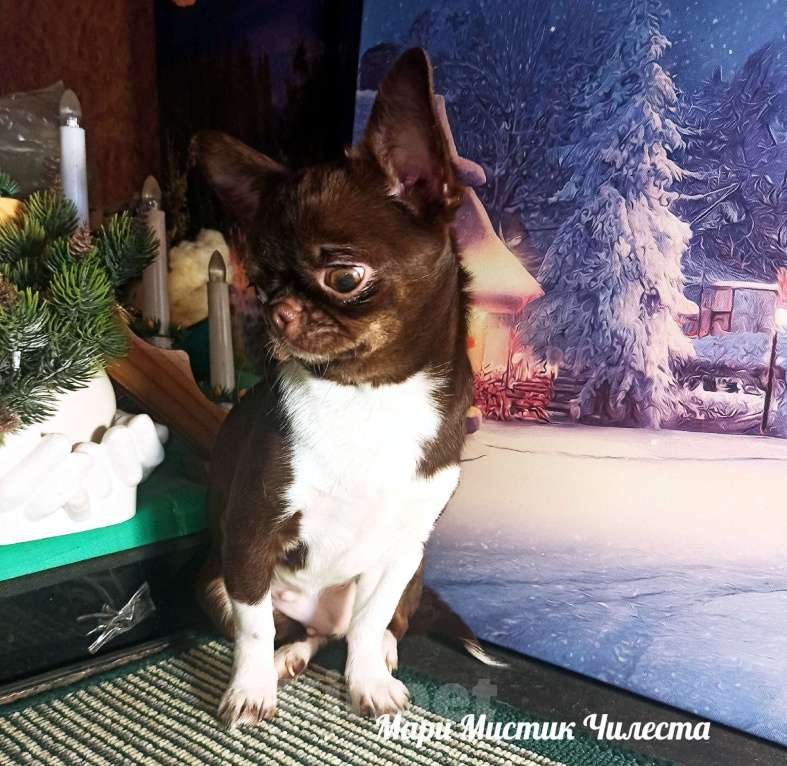 Собаки в Санкт-Петербурге: Вес, размер гарантирован Чилеста чихуахуа Девочка, 100 000 руб. - фото 3