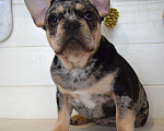 Собаки в Москве: Мраморный подрощенный малыш Мальчик, 65 000 руб. - фото 1