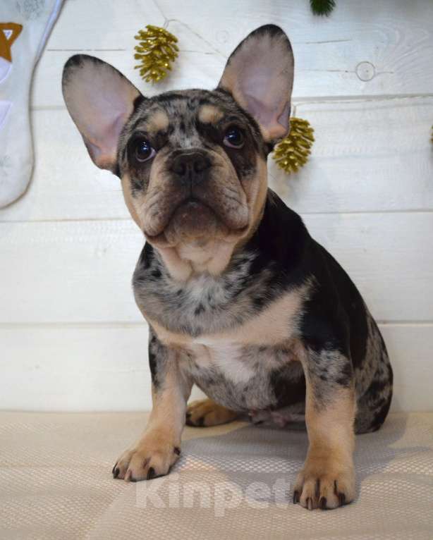 Собаки в Москве: Мраморный подрощенный малыш Мальчик, 65 000 руб. - фото 1