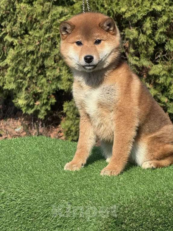 Собаки в Москве: Сиба-ину мальчик Мальчик, 40 000 руб. - фото 3