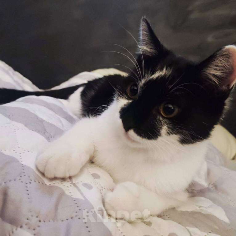 Кошки в Балашихе: Уно Мальчик, Бесплатно - фото 3