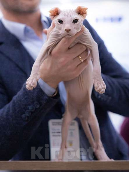 Кошки в Москве: Элитный котенок украинский левкой Мальчик, Бесплатно - фото 1