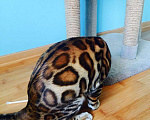 Кошки в Екатеринбурге: Шикарные котята бенгальской породы, 60 000 руб. - фото 1