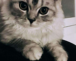 Кошки в Чебоксарах: Кот для связки, 1 000 руб. - фото 1