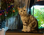 Кошки в Брянске: Вязка, 1 500 руб. - фото 1