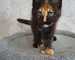 Кошки в Ливны: Котята мейн-кун, 20 000 руб. - фото 9