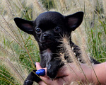 Собаки в Ялте: Щенки чихуахуа Мальчик, 25 руб. - фото 3