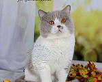 Кошки в Санкт-Петербурге: Ласковый контактный котик окраса лиловый биколор, 10 000 руб. - фото 2
