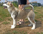 Собаки в Самаре: Щенок Маламута Мальчик, 40 000 руб. - фото 1