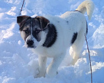 Собаки в Домодедово: Сибирская девочка 6 мес. в добрые руки Девочка, Бесплатно - фото 4