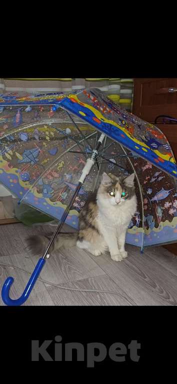 Кошки в Саратове: Кошечка пропала Девочка, 3 000 руб. - фото 2