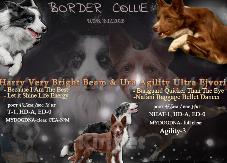 Собаки в Ярославле: Бордер Колли щенок Мальчик, 70 000 руб. - фото 2