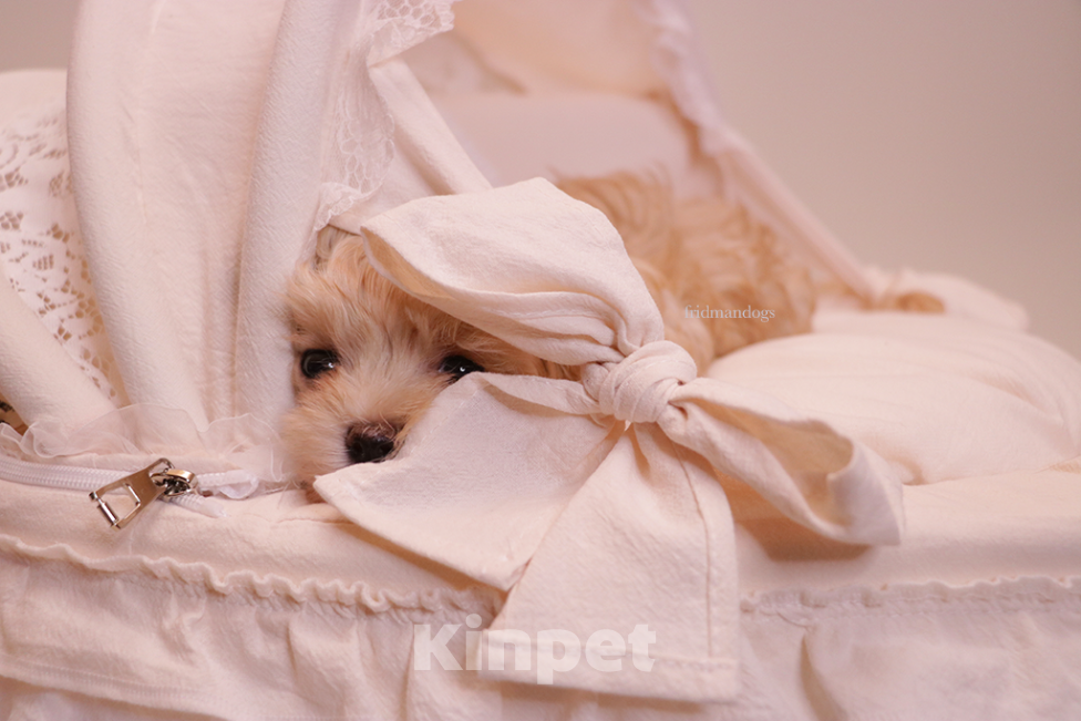 Собаки в Москве: Мальтипу F1 мини  Девочка, Бесплатно - фото 2