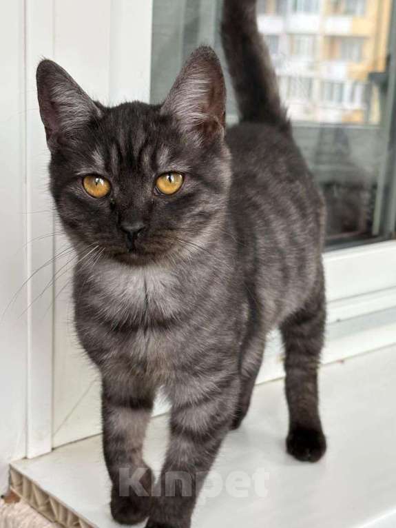 Кошки в Москве: Котенок метис шотландца в дар Мальчик, Бесплатно - фото 1
