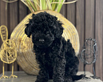 Собаки в Самаре: Черный кабан Мальчик, 80 000 руб. - фото 1