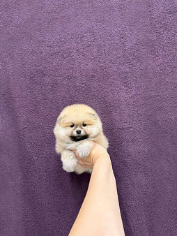 Девочка оранж