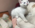 Кошки в Королеве: Роскошная блондинка Девочка, 15 000 руб. - фото 1