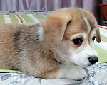 Собаки в Новосибирске: Продажа корги пемброк Мальчик, 70 руб. - фото 3