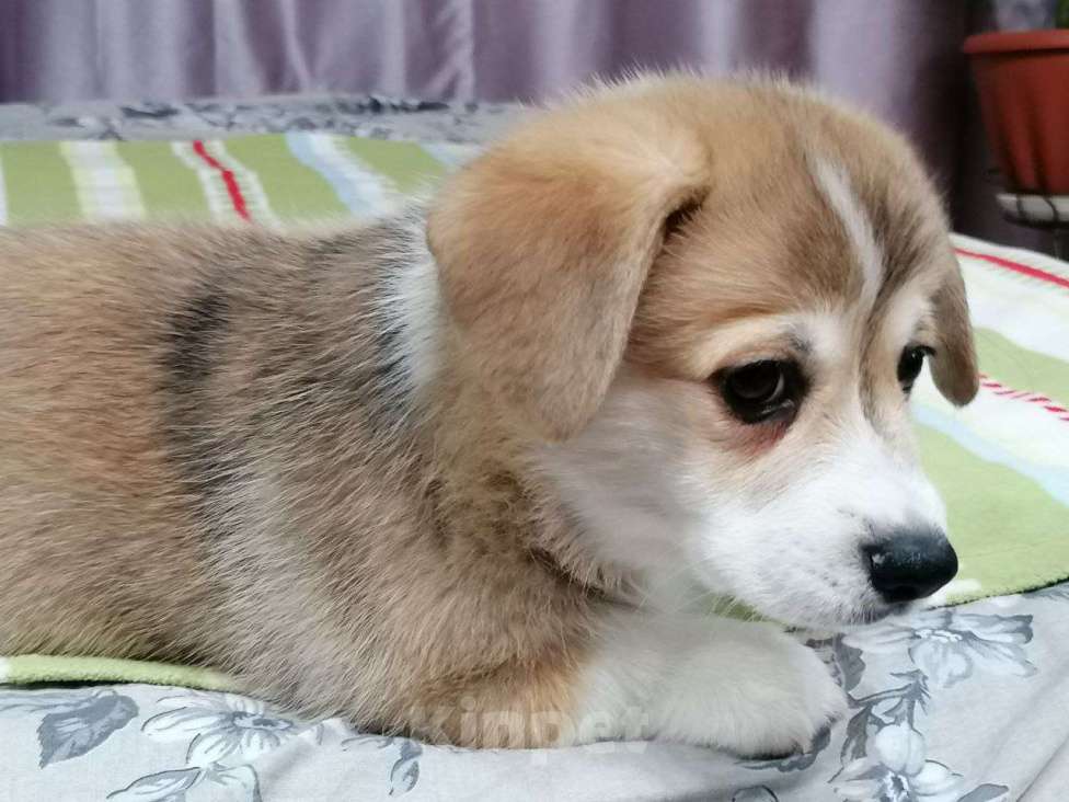 Собаки в Новосибирске: Продажа корги пемброк Мальчик, 70 руб. - фото 3