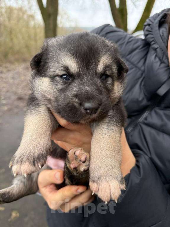 Собаки в Киржаче: Щенята ищут дом и доброго человека Мальчик, Бесплатно - фото 2