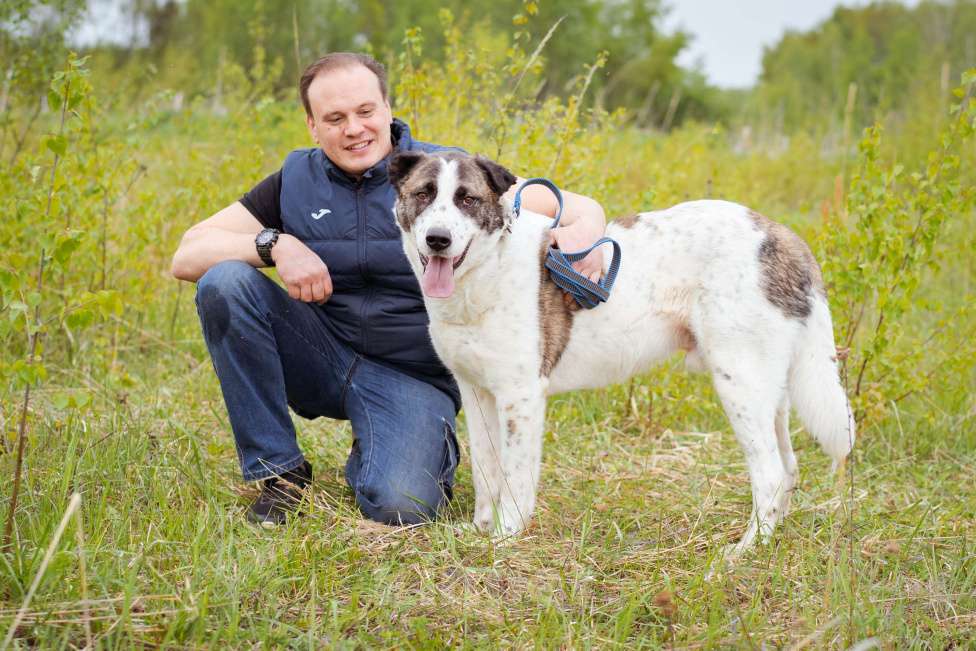 Собаки в Москве: Супер-ласковый парень в добрые руки! Мальчик, Бесплатно - фото 6