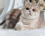 Кошки в Владивостоке: Британский Котёнок. Девочка драгоценного окраса Девочка, 60 000 руб. - фото 1