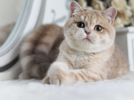 Объявление: Британский Котёнок. Девочка драгоценного окраса, 60 000 руб., Владивосток
